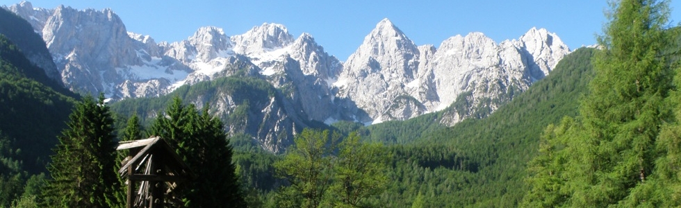 Gozd Martuljek